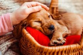 Puppies need to eat often to help stabilize their glucose levels. How Often Do Puppies Sleep Dog S Health