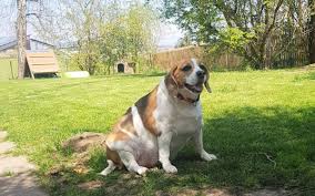 Hier sind alle beaglebesitzer und freunde dieser rasse willkommen die spass am hund und vereinsleben haben. Ich Bin Zu Jung Um Hier Zu Versauern Hundin Mona Im Bayreuther Tierheim Sucht Ein Liebevolles Zuhause Bayreuther Tagblatt