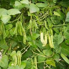 Image result for Phaseolus lunatus