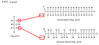 In dna, each protein is encoded by a the particular sequence of amino acids in the chain is what makes one protein different from another. Important Biomolecules
