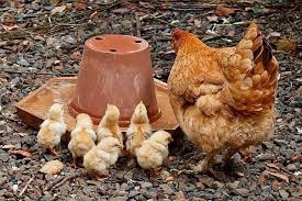 Fantastis 17 Gambar Ayam Betina Bertelur Antara Lain Dengan Menjaga Kesehatan Badan Jangan Terlalu Gemuk Atau Gambar Kandangcom Ayam Betina Ayam Jantan Ayam
