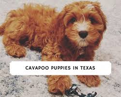 Favorite this post jun 4 blue nose puppies Cavapoo Puppies In Texas Top 4 Breeders 2021 We Love Doodles