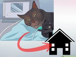 Some tumors (e.g., oral cancer) first spread to a nearby lymph node, which can be suspected (but never proven) by doing a thorough physical exam on your cat. How To Treat Feline Cancer 13 Steps With Pictures Wikihow