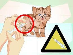 4 Ways To Get A Sick Kitten To Eat Wikihow