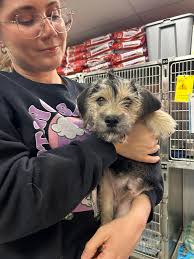 Adoption of Small Terrier Mixed Breed Dog