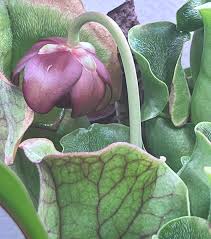 Image result for Sabicea venosa