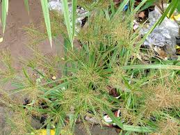 Image result for Cyperus distans