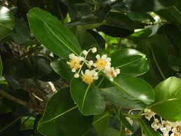 Image result for Calophyllum inophyllum
