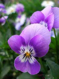 Pansy Pansies Flowers Pansies Purple Flowers