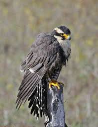 Large Brown Bird With White Stripes On Wings And Tail Aplomado Falcon Ebirdr Raptors Bird Raptor Bird Of Prey Birds Of Prey