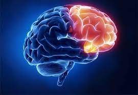 عقده های قاعده ای مغز (Basal ganglia) چیست؟ ✓