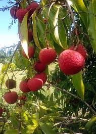 Fertilizers for fruit trees in the home garden ; Tropical Fruit From Hawaii