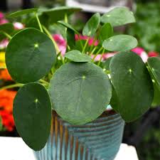 Image result for Pilea johnstonii