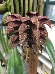 Image result for Rhipidoglossum rutilum