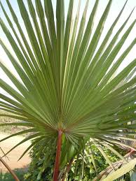 Image result for Latania loddigesii