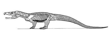 Image result for Proterosuchus