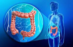 Maybe you would like to learn more about one of these? Colon Large Intestine Facts Function Diseases Live Science