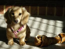 Black And Cream Longhaired Miniature Dachshund Pin By Iris Fox On Doxie Love Dapple Dachshund Puppy Dachshund Puppy Long Haired Dachshund Puppy Funny