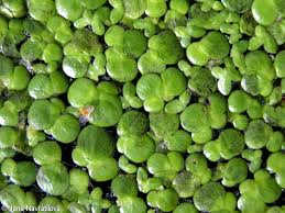 Image result for Spirodela