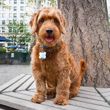 Click to view our latest puppies for sale in guelph, on. The Mini Goldendoodle Likable Lovable And Smart Veterinarians Org