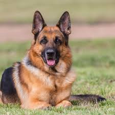 Anatolian these are 10 ultimate pointing dog breeds. 17 Top Dog Breeds For Herding Livestock