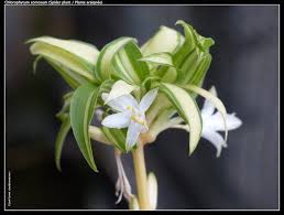 Image result for Chlorophytum perfoliatum