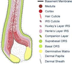 Caucasian hair strands are oval in shape. The Biology And Genetics Of Curly Hair Westgate 2017 Experimental Dermatology Wiley Online Library