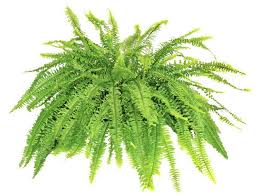 Indoor ferns indoor plants indoor outdoor begonia boston ferns care fern houseplant succulent plants common house plants hanging baskets. 14 Houseplants For People With No Green Thumb Fern Plant Plants Boston Ferns