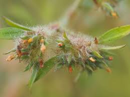 Image result for Stylosanthes guianensis