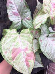 Syngonium Podophyllum Confetti In 4 Pot Arrowhead Plant Inside Plants Easy Care Plants