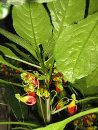 Image result for Impatiens niamniamensis