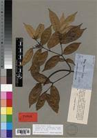 Image result for Alafia caudata