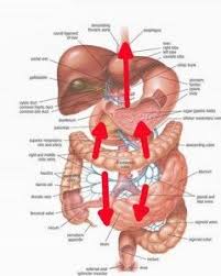 Abdominal Massage Introduction Health Parameters Research Digestive System Anatomy Human Digestive System Digestive System