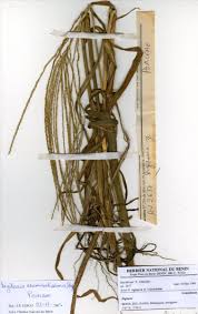 Image result for Digitaria acuminatissima