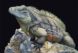 The Sisters Island Rock Iguana Cyclura Nubila Caymanensis Is To Be Found Solely On Cayman Brac And Little Cayman It I Reptiles And Amphibians Iguana Animals