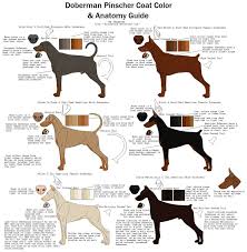 Coat Color And Anatomy Guide Doberman Colors Doberman Pinscher Dog Doberman Puppy
