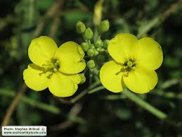 Image result for Diplotaxis tenuifolia