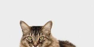 mijn kat plast ineens in huis praktijk voor kattengedrag
