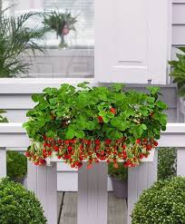 Balkonkasten Mit 8 Erdbeerpflanzen Erdbeeren Garten Erdbeerpflanzen Pflanzideen