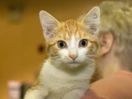 The nkla pet adoption center does not accept pets from the public. Adopt A Pet In Pittsburgh Animal Friends