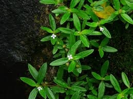 Image result for Oldenlandia corymbosa