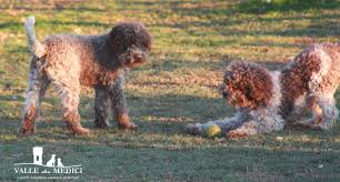 Lagotto puppies letter n lagotto puppies. Lagotto Puppies Available Italian Kennel
