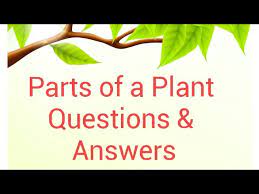 We're answering every question you've ever had about the care, keeping, and presentation of houseplants. Parts Of The Plant Questions Answers Plant Quiz For Kids Questions About Functions Of Parts Youtube