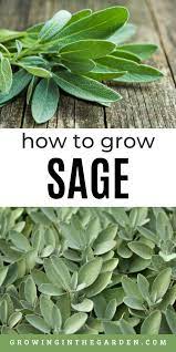 How To Grow Sage Tips For Growing Sage Growing In The Garden Growing Sage Sage Plant Sage Herb