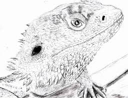 Nowadays, there are a lot of websites about the dragon coloring pages for kids and also for adult. Pin On Bearded Dragon