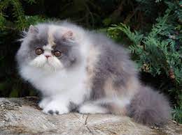 Kucing persia flatnose adalah salah satu ras kucing persia yang paling terkenal. Pin On Kucing Imut
