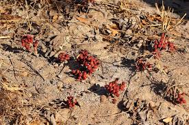 Image result for Lannea edulis