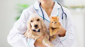 Medicina Veterin&aacute;ria Integrativa | Cl&iacute;nica veterin&aacute;ria BH | Centrovet