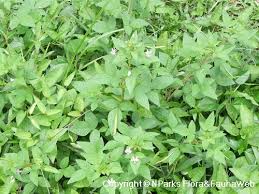 Image result for Cleome rutidosperma