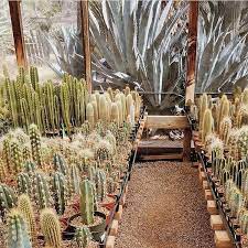 B & b cactus farm is located in tucson. Traveltuesday B B Cactus Farm In Tucson Arizona Via Alexknichs Plantsabouttown Plantsmakepeoplehappy At B B Cact Cactus Farm Plants Plant Design